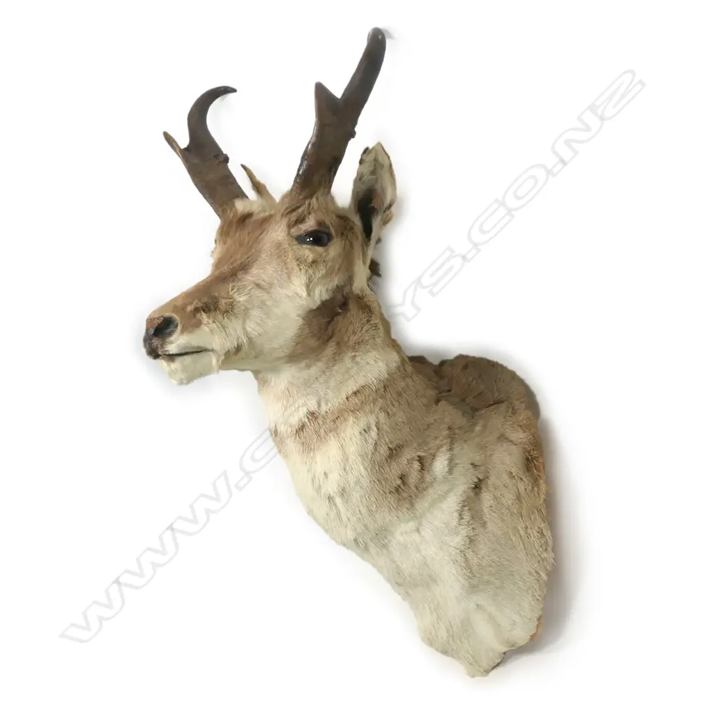 PRONG HORN ANTELOPE HEAD TAXIDERMY WALL MOUNT, H.720mm Image 1++