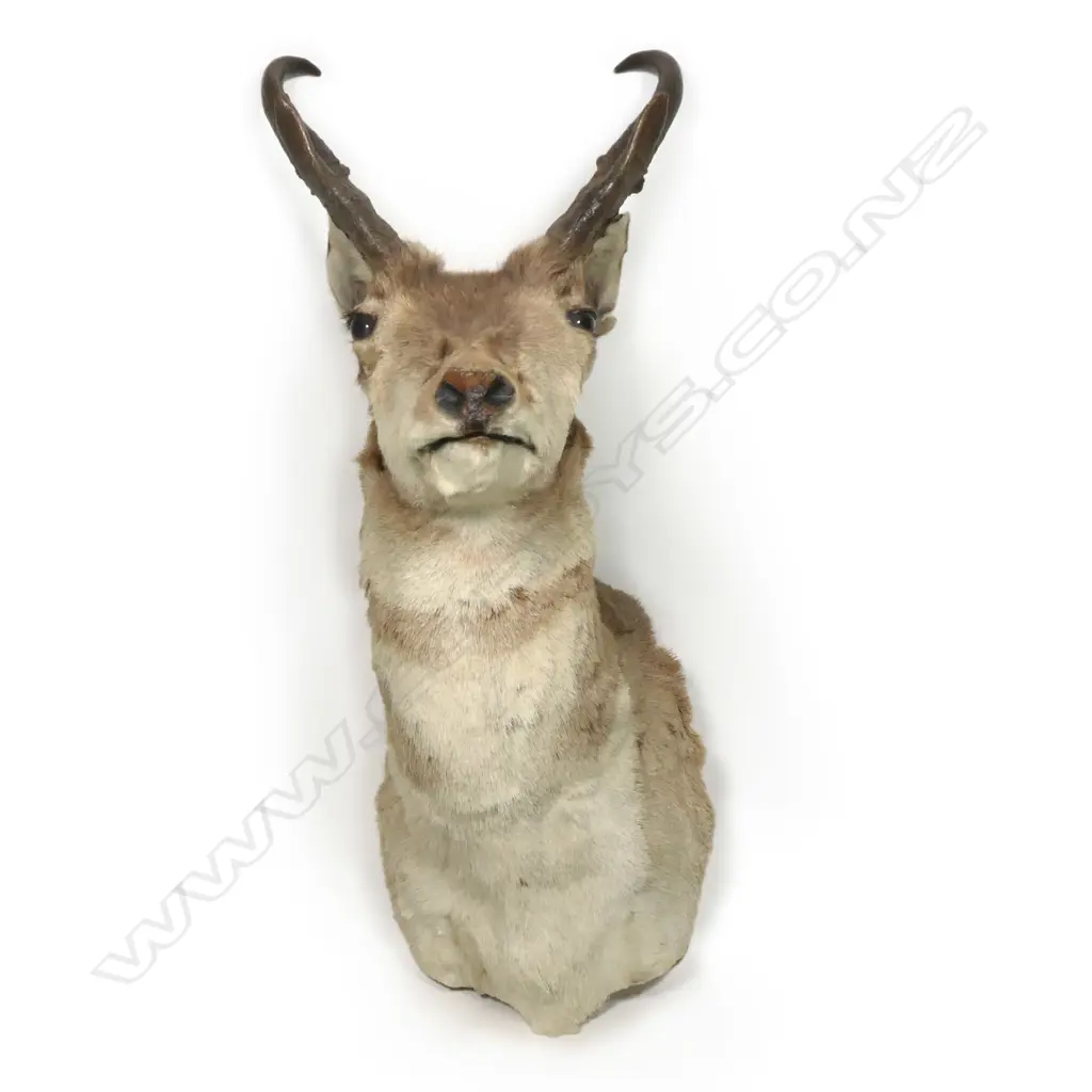 PRONG HORN ANTELOPE HEAD TAXIDERMY WALL MOUNT, H.720mm Image 1++