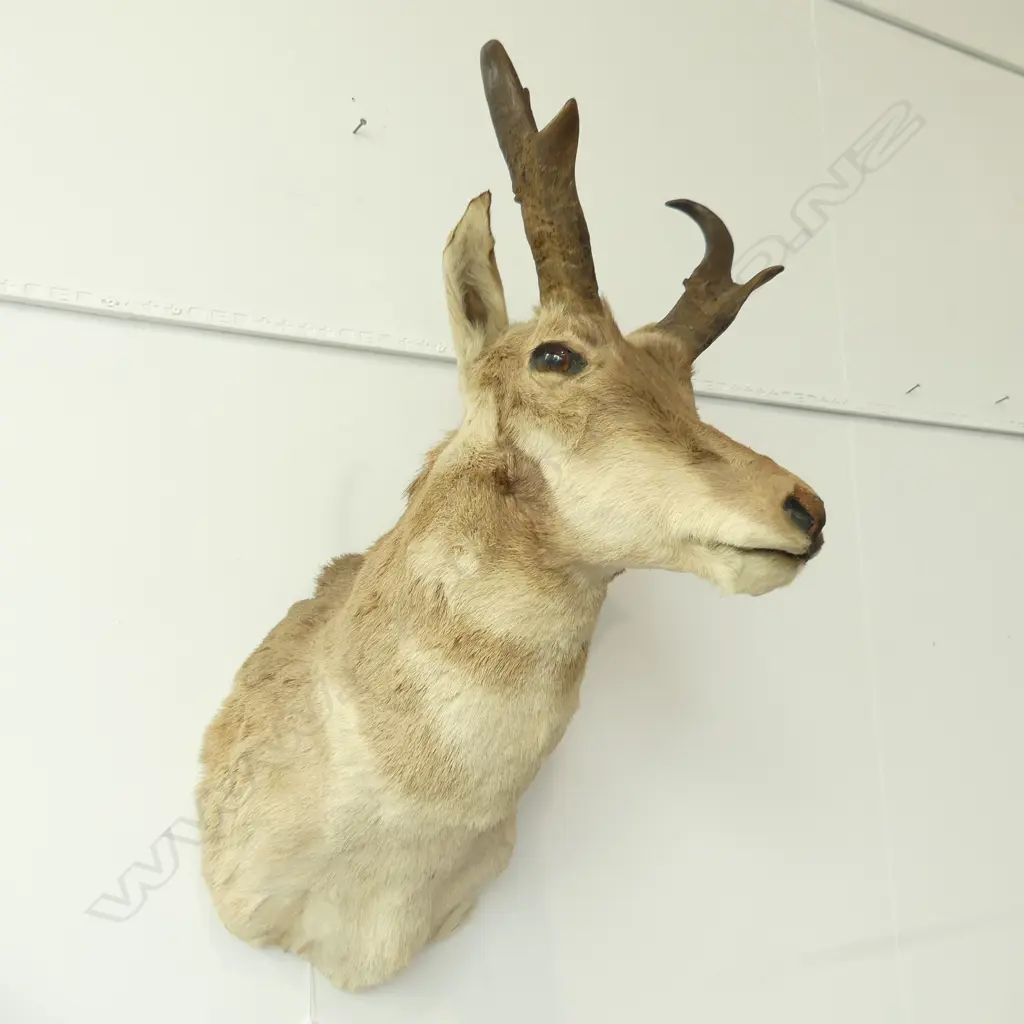 PRONG HORN ANTELOPE HEAD TAXIDERMY WALL MOUNT, H.720mm Image 1++