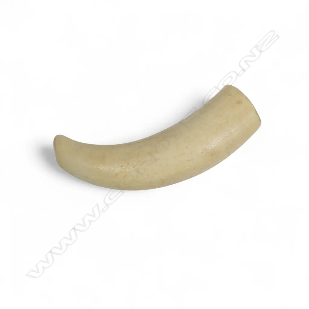 A sperm whale tooth Image 1++