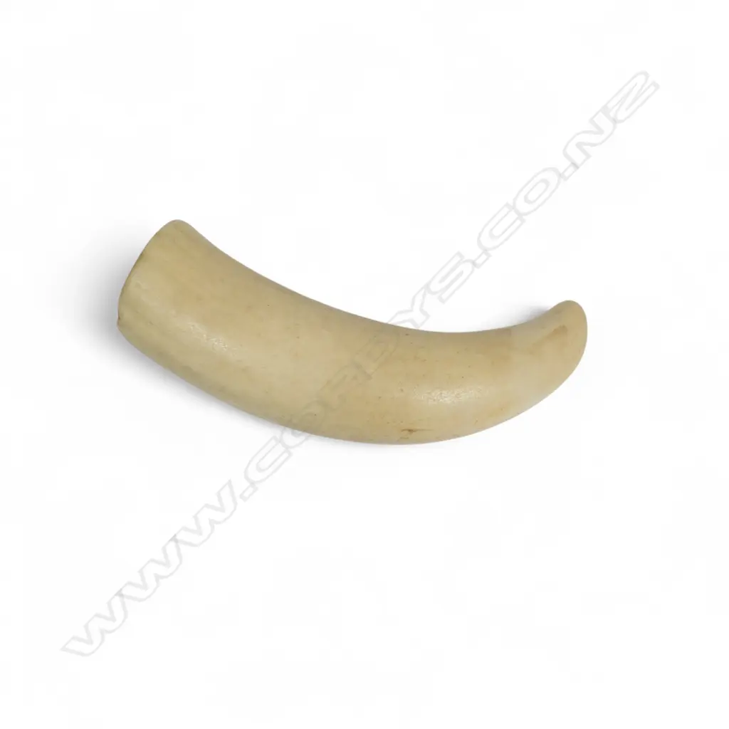 A sperm whale tooth Image 1++