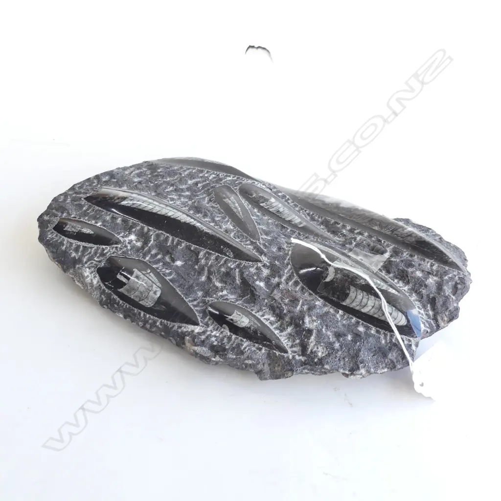 ORTHOCERA BLACK MARBLE FOSSIL 310x190mm Image 1++