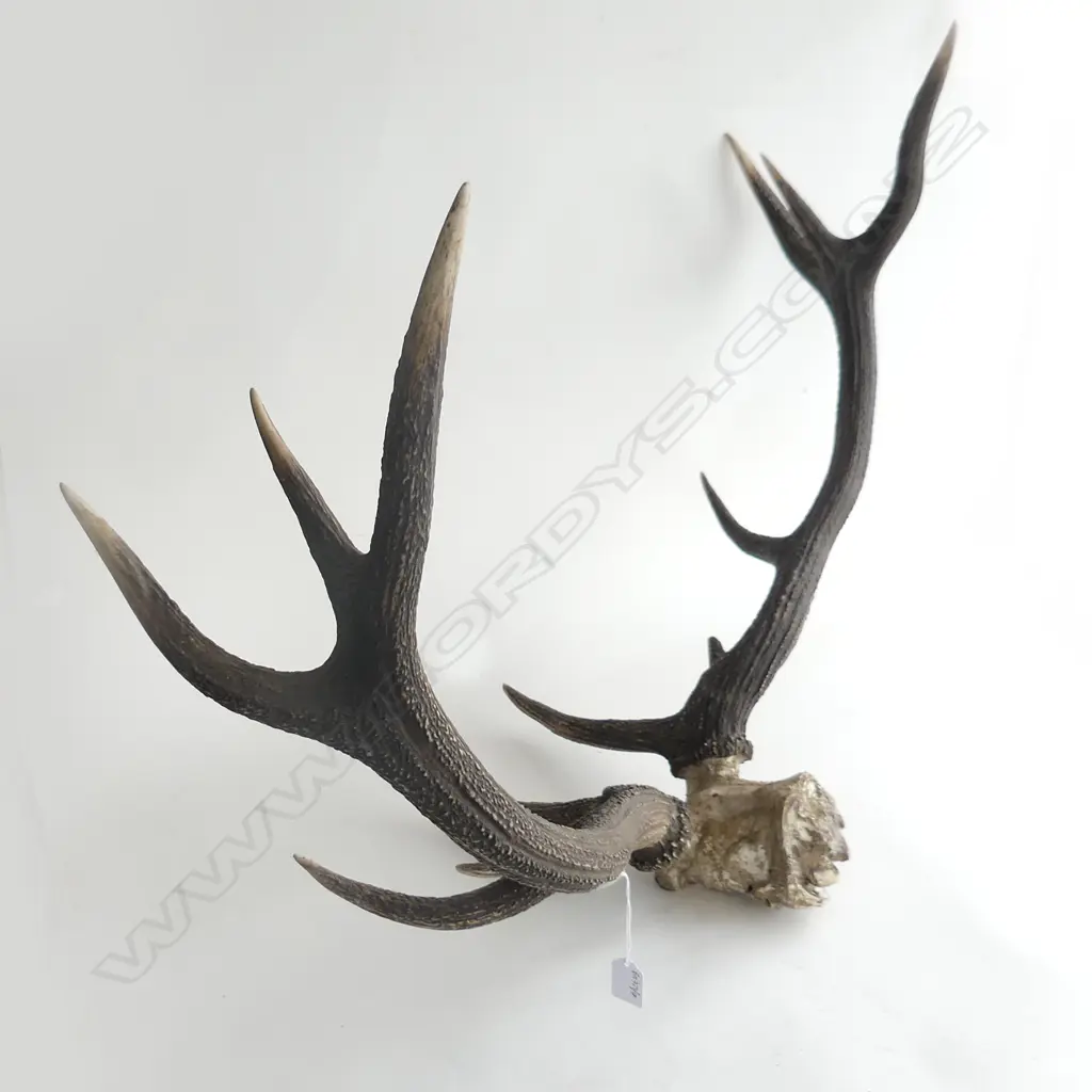 12 POINT DEER ANTLERS W 111O MM Image 1++