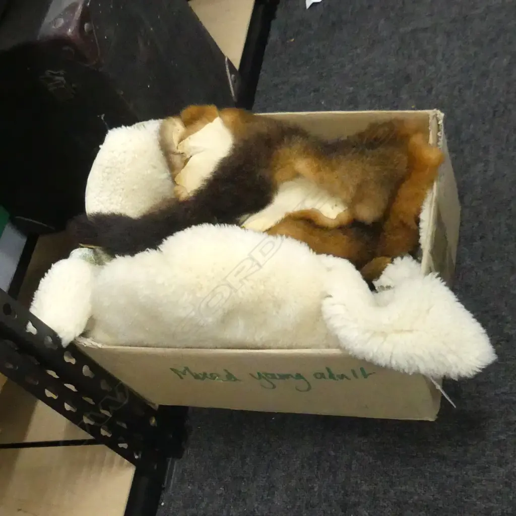 BOX LOT SHEEPSKIN & POSSUM FURS Image 1++
