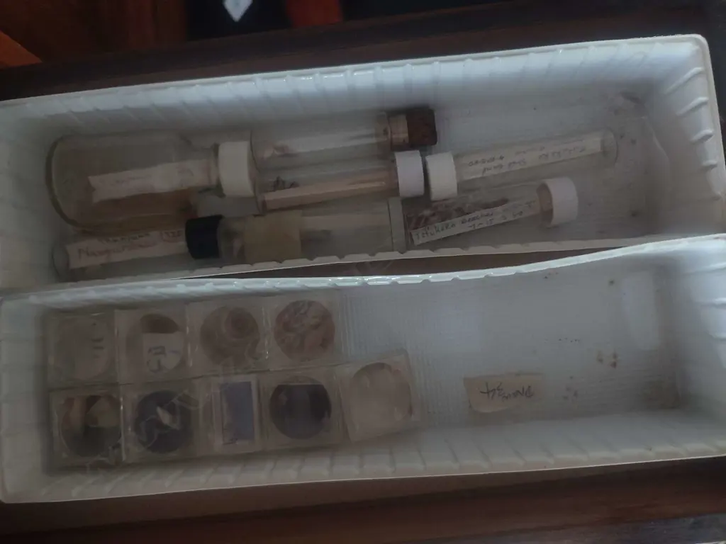 LARGE SHELL COLLECTION IN COLLECTERS CABINET Image 1++