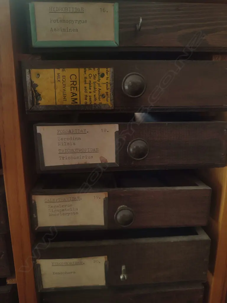 LARGE SHELL COLLECTION IN COLLECTERS CABINET Image 1++