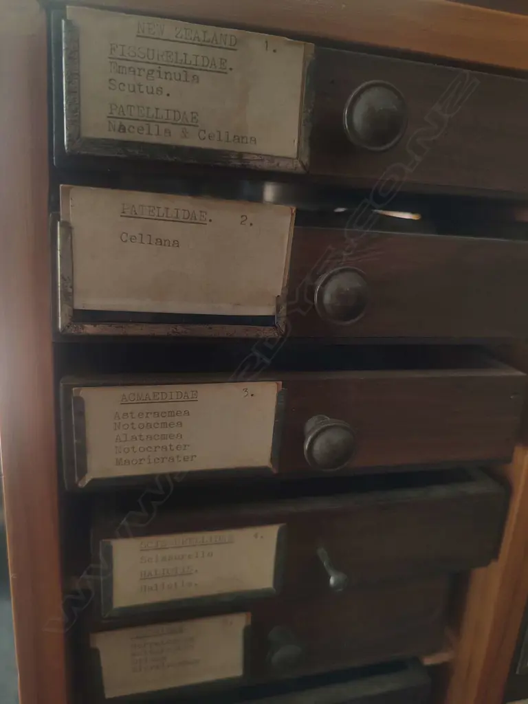 LARGE SHELL COLLECTION IN COLLECTERS CABINET Image 1++