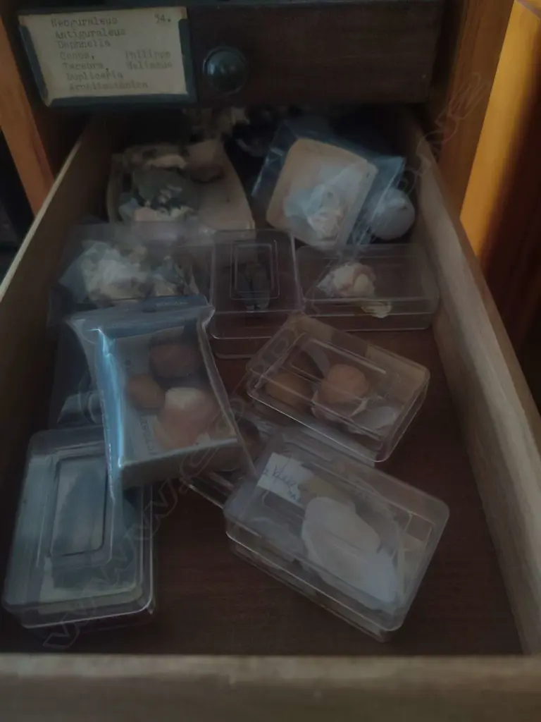 LARGE SHELL COLLECTION IN COLLECTERS CABINET Image 1++