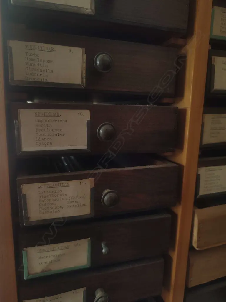 LARGE SHELL COLLECTION IN COLLECTERS CABINET Image 1++