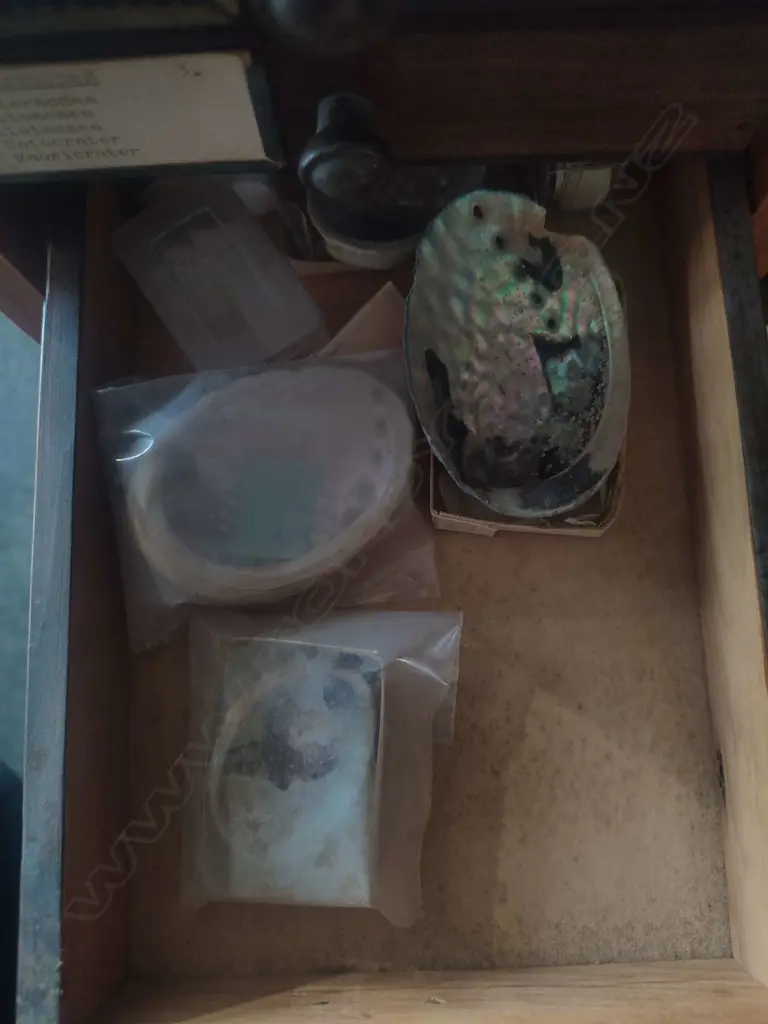 LARGE SHELL COLLECTION IN COLLECTERS CABINET Image 1++