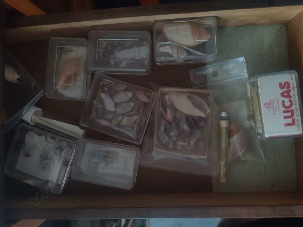 LARGE SHELL COLLECTION IN COLLECTERS CABINET Image 1++