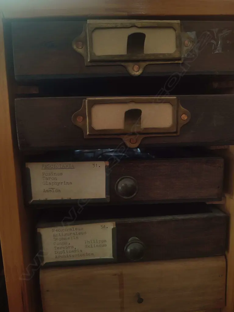 LARGE SHELL COLLECTION IN COLLECTERS CABINET Image 1++