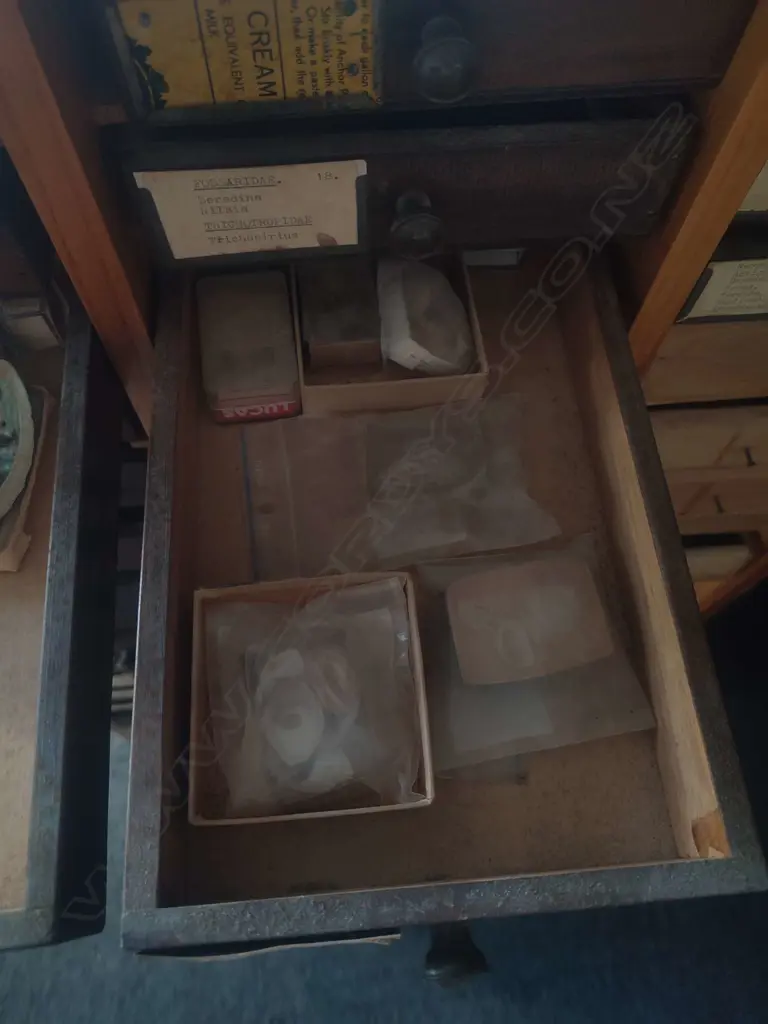LARGE SHELL COLLECTION IN COLLECTERS CABINET Image 1++