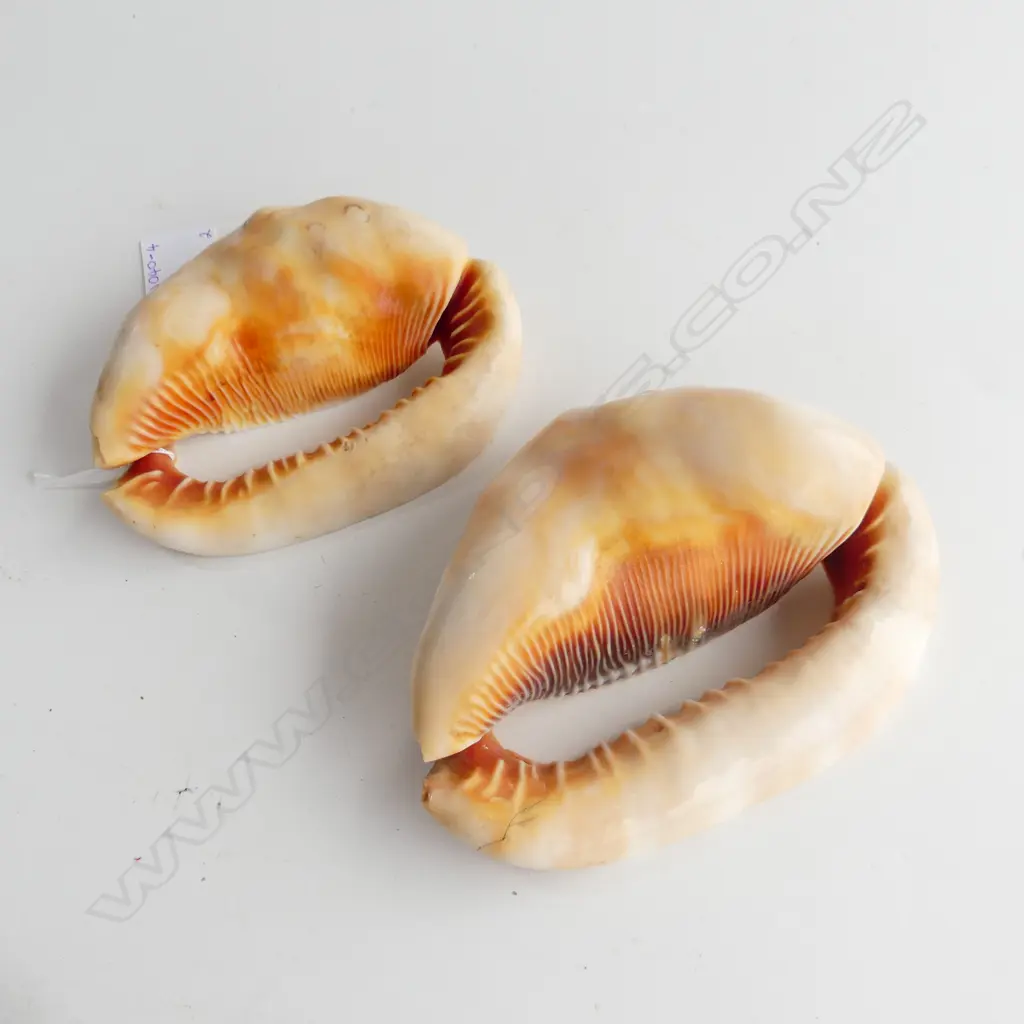 Two front halves of shells Image 1++