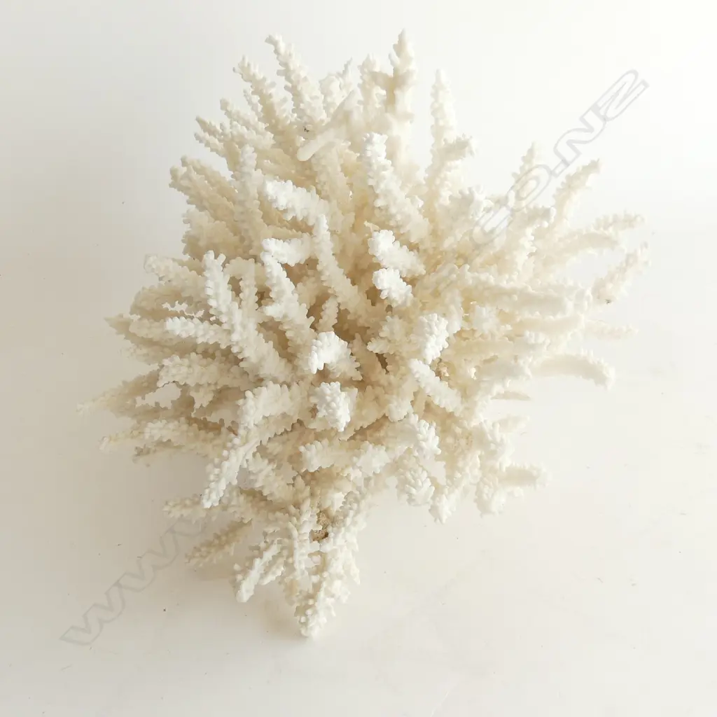 LARGE TWIG CORAL CROP H200 L260MM Image 1++