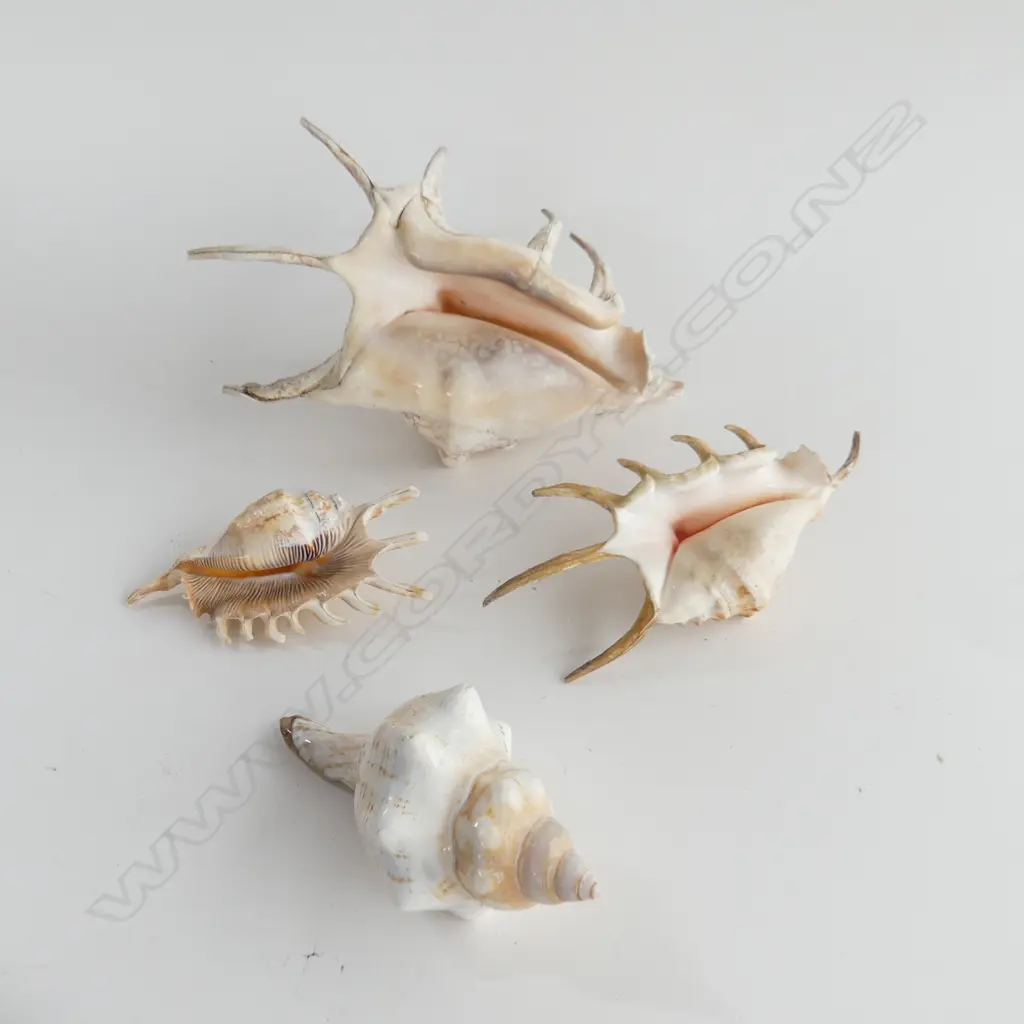 3 Spider Conch and one other Image 1++