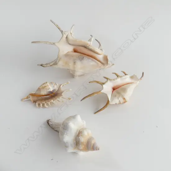3 Spider Conch and one other