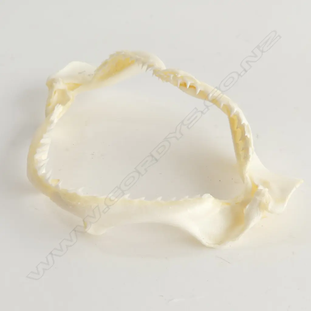 FISH JAW SKELETON W.125mm  Image 1++
