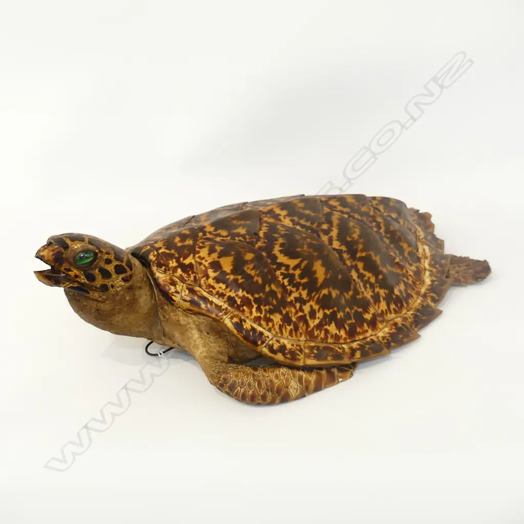 TAXIDERMY TURTLE L.450mm Image 1++
