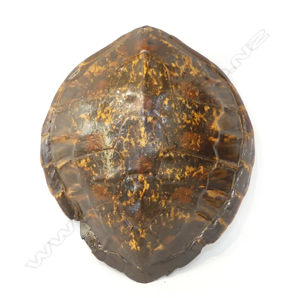 TURTLESHELL L.460mm Image 1++