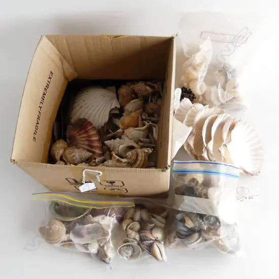 Box of Sea Shells