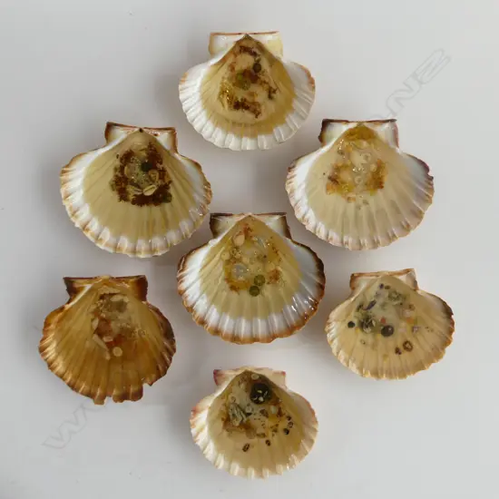 X7 NZ Scallops with resin work