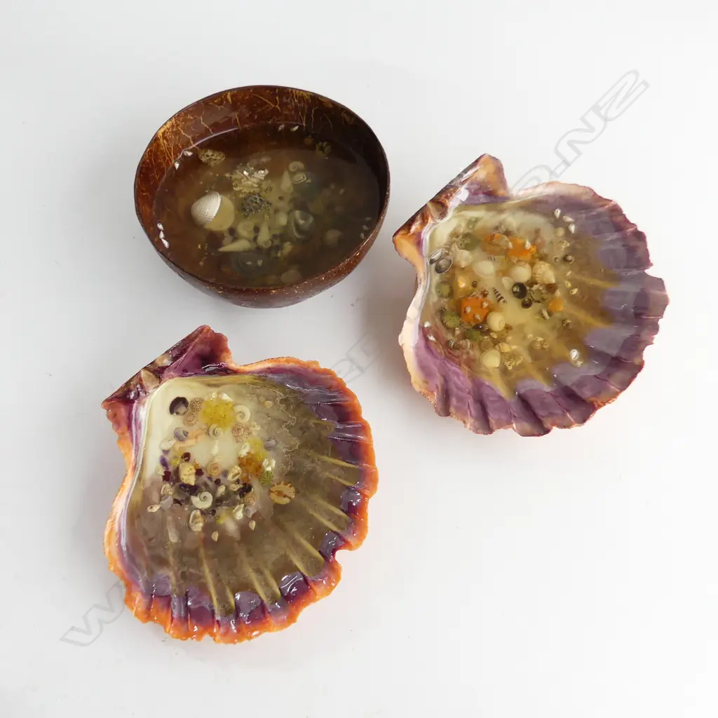 3 Lions Paw Scallops plus half coconut shell Image 1++