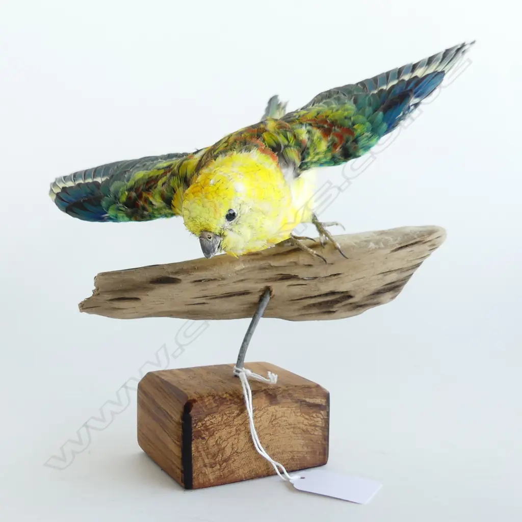 TAXIDERMY BOURKES PARROT ON STAND W.235mm Image 1++