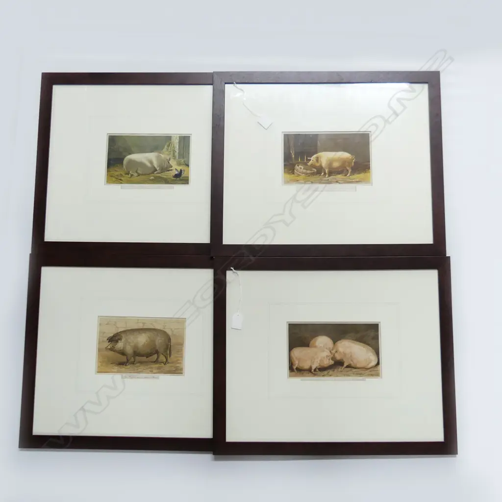 SET OF 4 FRENCH PIG CHROMOLITHOGRAPHS 460x560mm overall Image 1++