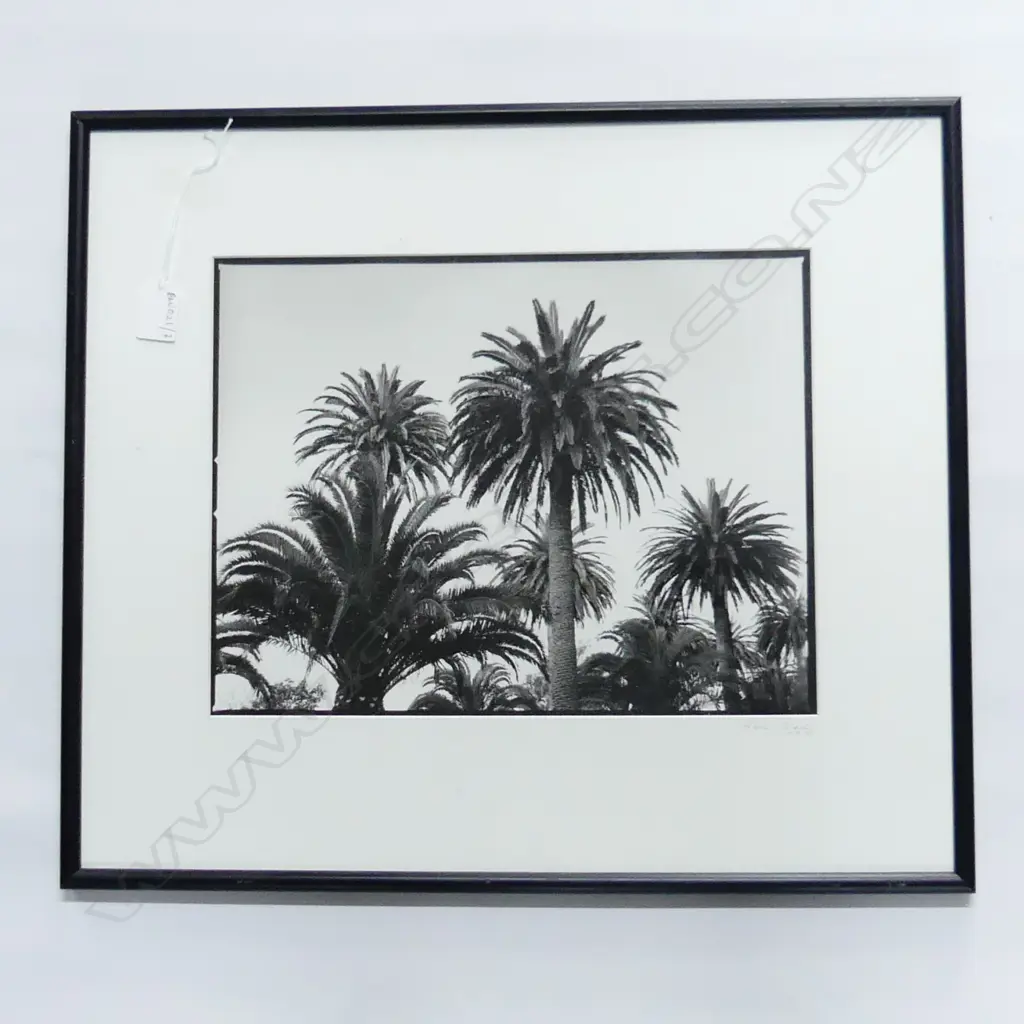 SUE GEE B/W PHOTOGRAPH - PHOENIX PALMS - INITIALLED & DATED '95  275x360mm Image 1++