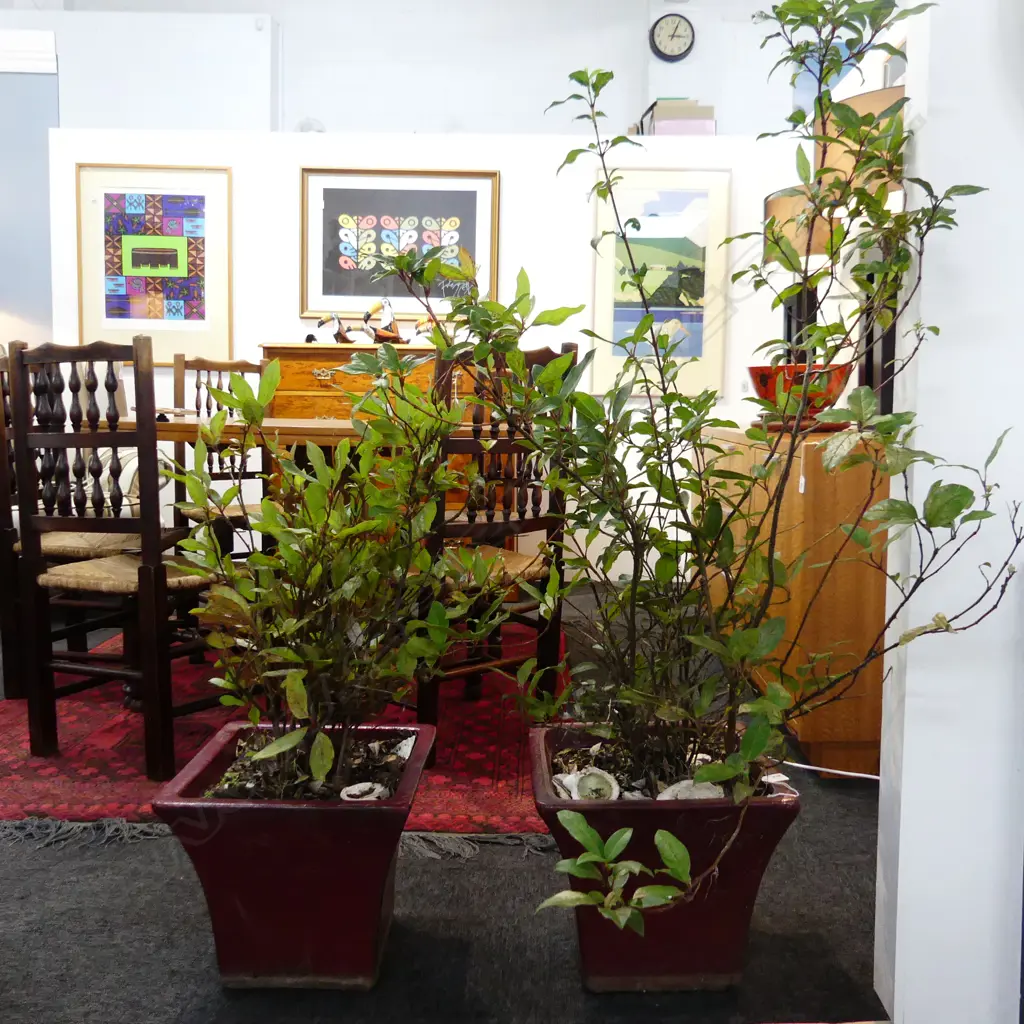 PR LAURUSTINUS PLANTS IN RED GLAZED SQUARE PLANTERS H.1350mm Image 1++