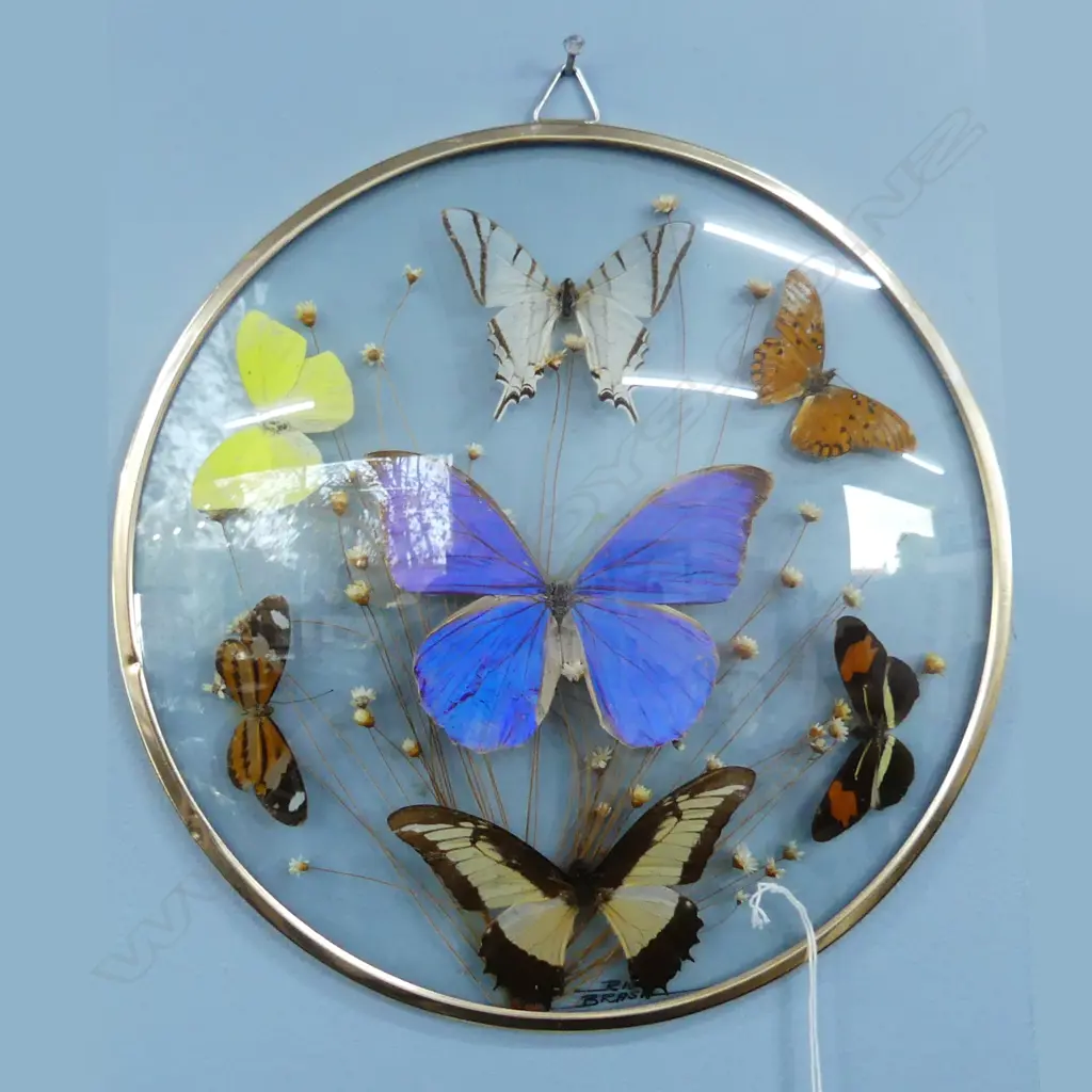 GLASS BUTTERFLY WALL PLAQUE DIA290MM Image 1++