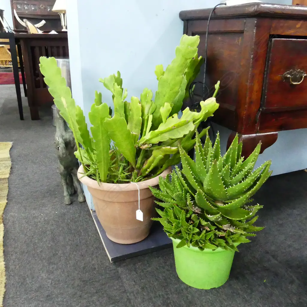 2 LG POTTED SUCCULENTS; APPROX H. 640 & 500MM Image 1++