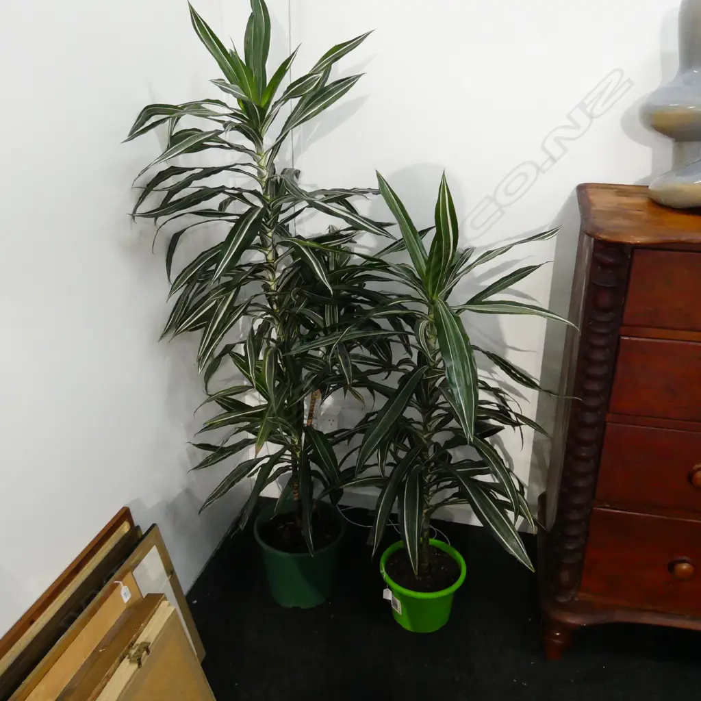 2 LG VARIEGATED DRACENA PLANTS  APPROX H. 1600 & 1300MM Image 1++