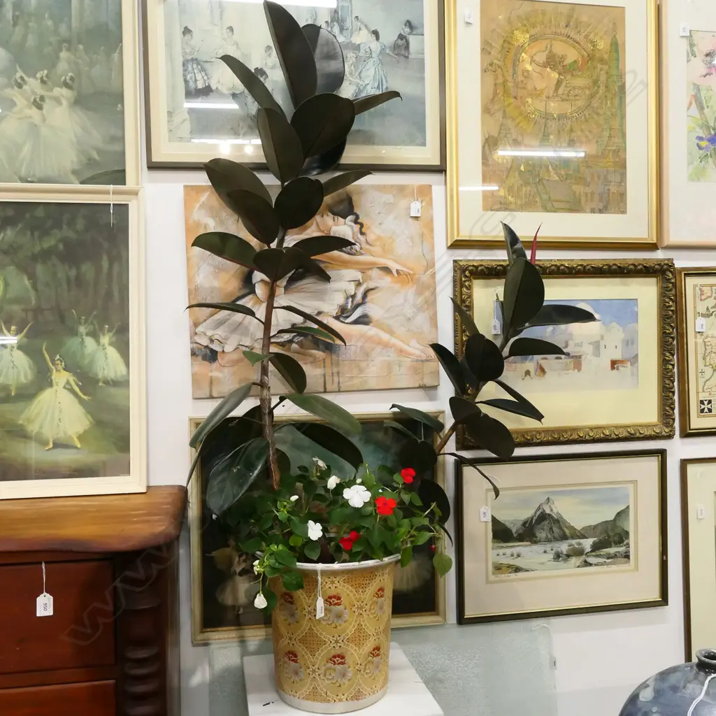LG RUBBER PLANT WITH IMPATIENS IN ORIENTAL CERAMIC POT APPROX H. 1480MM Image 1++