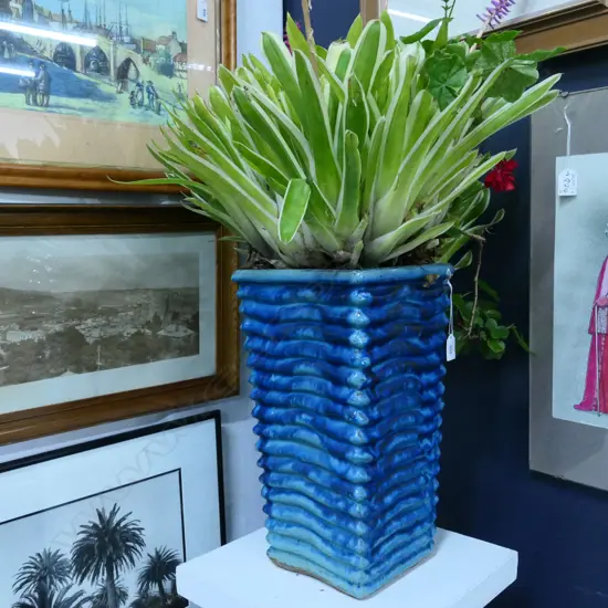 LG VARIEGATED LUCKY STRIKE BROMELIAD IN TALL BLUE CERAMIC POT APPROX H. 900MM