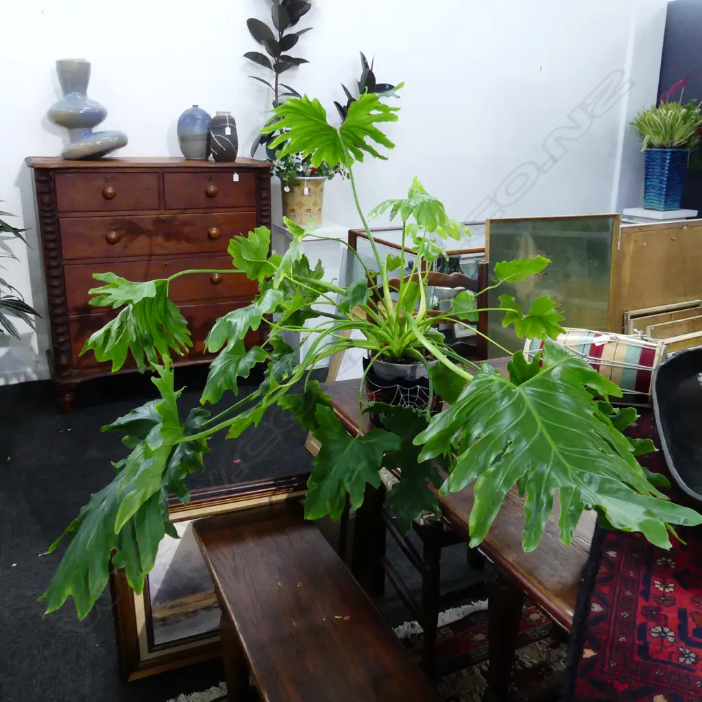 LG PHILODENDRON XANADU - APPROX DIA 1500MM Image 1++
