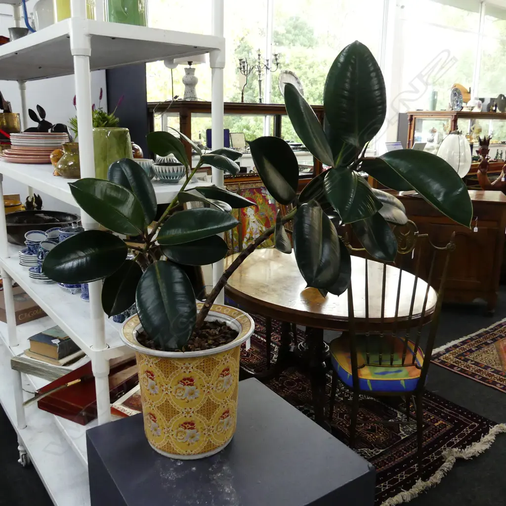RUBBER PLANT IN ORIENTAL CERAMIC POT APPROX H. 880MM Image 1++