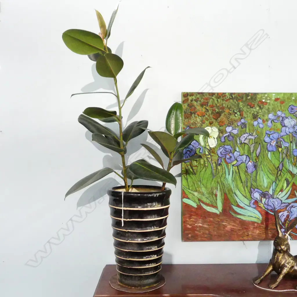 RUBBER  PLANT IN TALL STRIPED POT APPROX H. 1100MM Image 1++