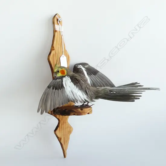 TAXIDERMY COCKATIEL PARROT ON STAND H.410mm
