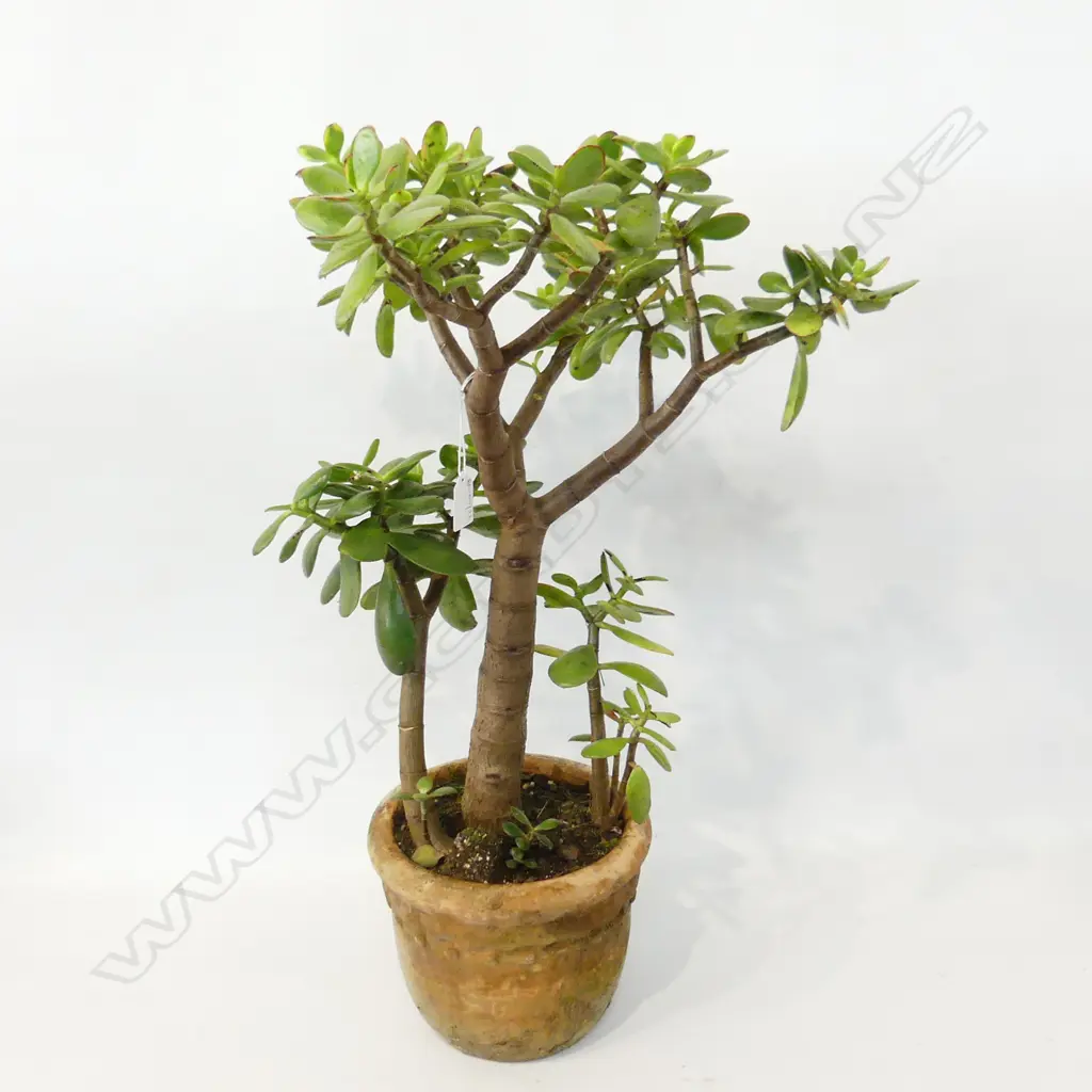 MONEY TREE IN TERRACOTTA POT H.700mm Image 1++