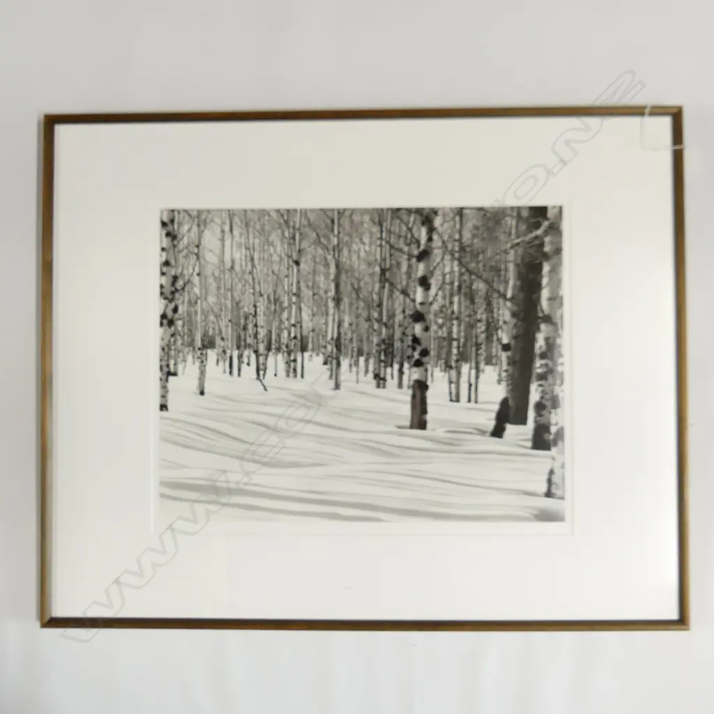 LG B/W PHOTO - SNOWY BIRCH FOREST IN WINTER - SIGNED 5/75 400x510mm Image 1++