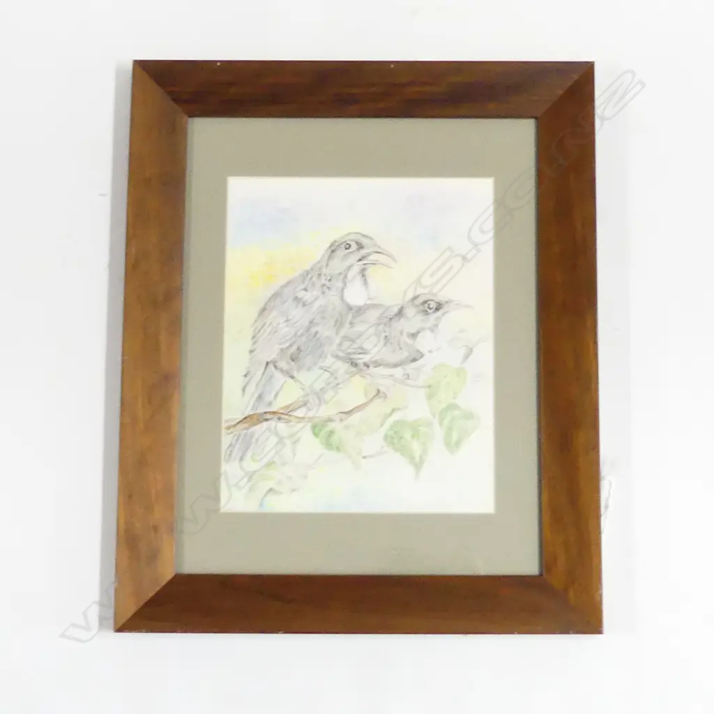 NZ UNKNOWN,  TUI (PR), COLOURED PENCIL, 250mm x 200mm Image 1++