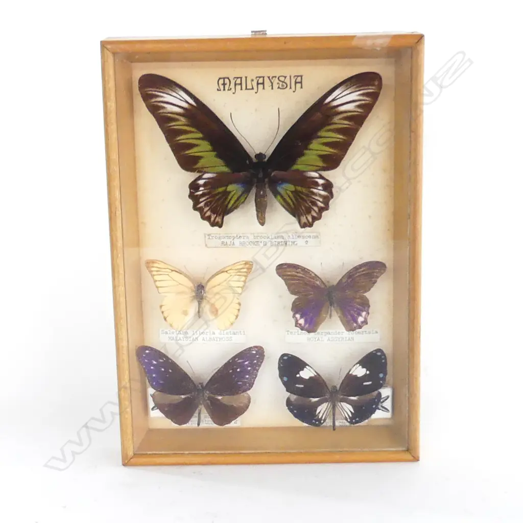 CASED BUTTERFLY COLLECTION - MALAYSIA 260x185mm Image 1++