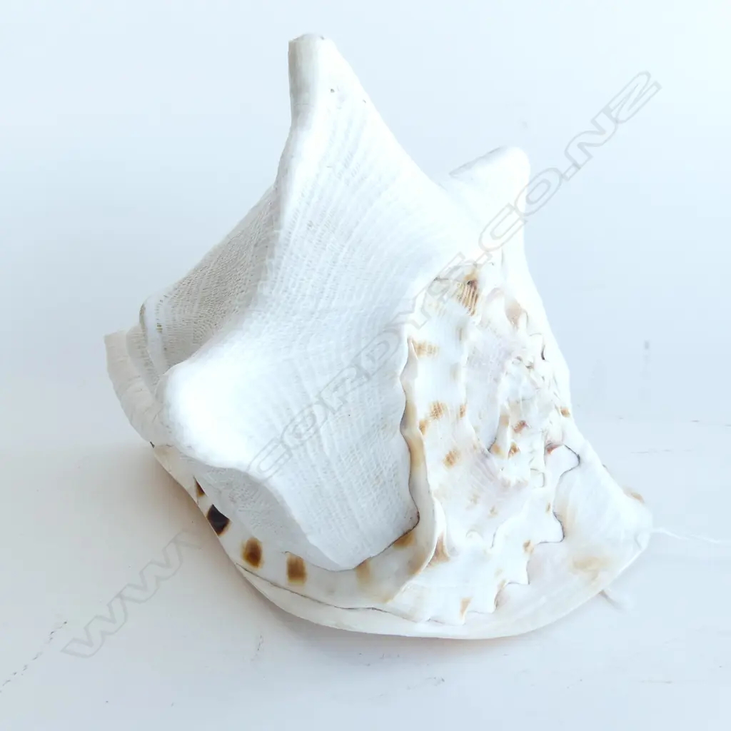 LG CONCH SHELL L.220mm Image 1++