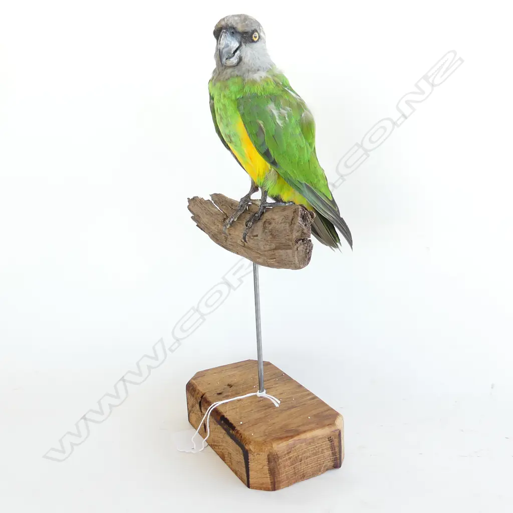 TAXIDERMY SENEGAL PARROT H.320mm Image 1++