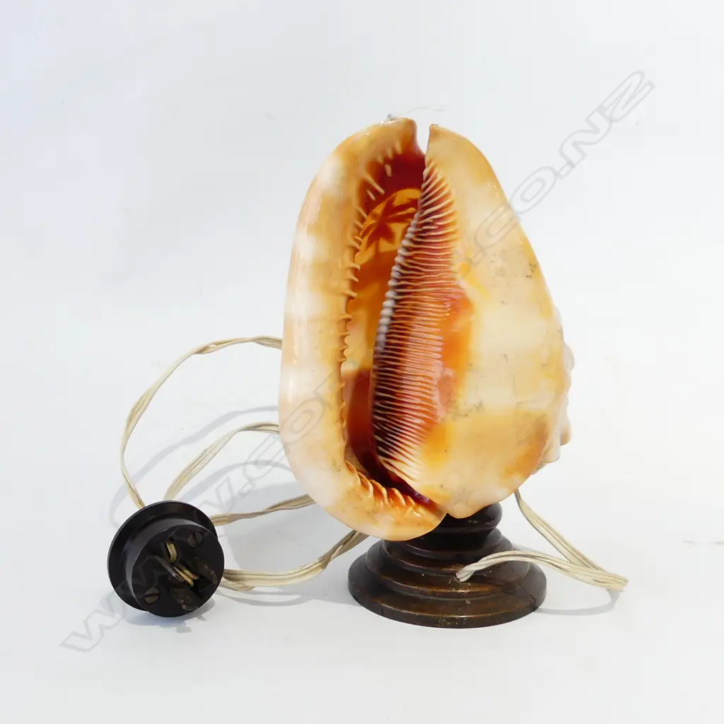 CAMEO SHELL LAMP H.200mm Image 1++