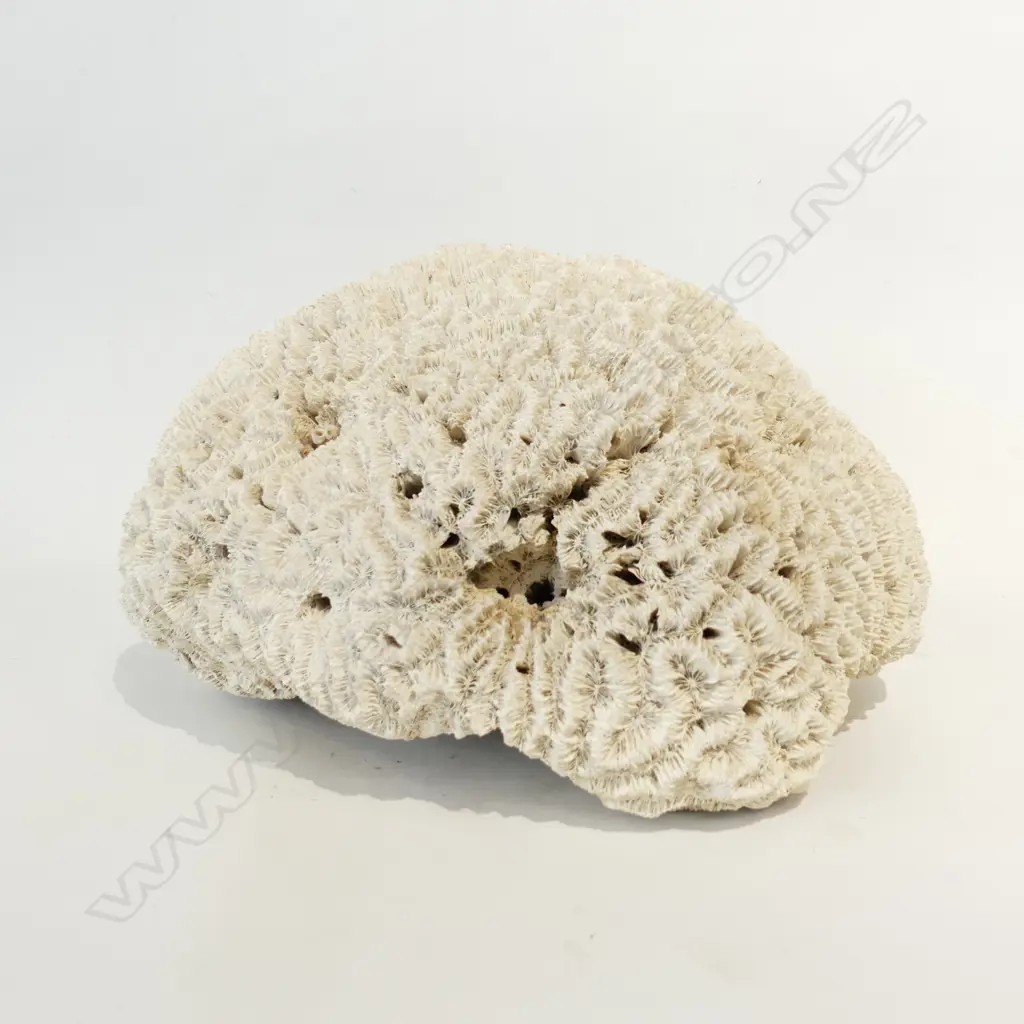 LARGE BRAIN CORAL APPROX DIA  300MM Image 1++