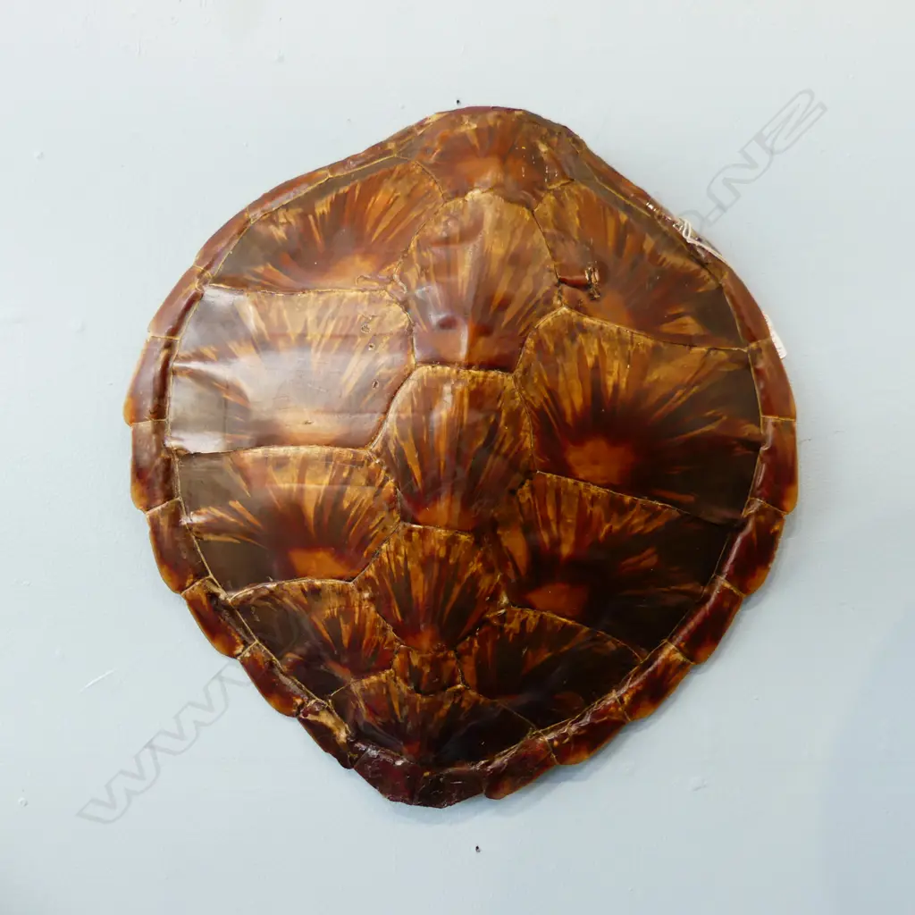 TURTLE SHELL L.400mm Image 1++