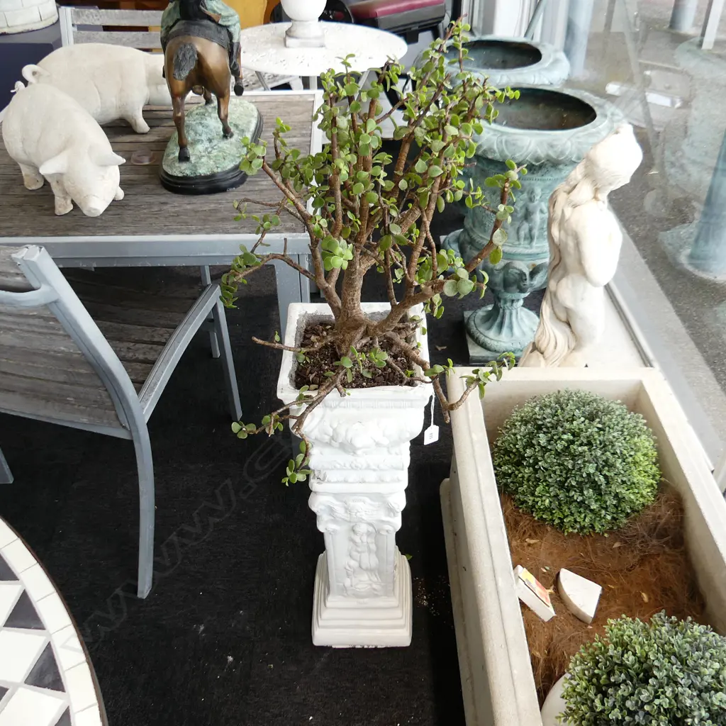 PR WHITE PAINTED CONCRETE POTS ON PLINTHS w. JADE / MONEY TREE H.1150mm Image 1++